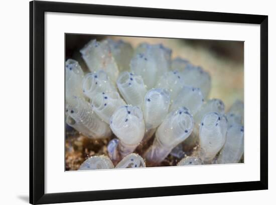 A Beautiful Set of Tiny Tunicates Grows on a Reef in Indonesia-Stocktrek Images-Framed Photographic Print