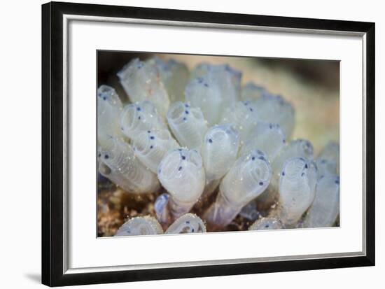 A Beautiful Set of Tiny Tunicates Grows on a Reef in Indonesia-Stocktrek Images-Framed Photographic Print