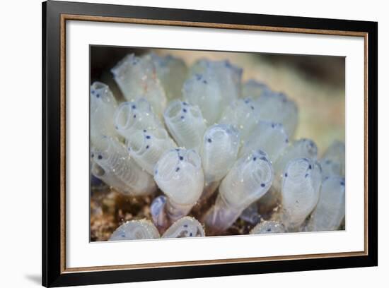 A Beautiful Set of Tiny Tunicates Grows on a Reef in Indonesia-Stocktrek Images-Framed Photographic Print