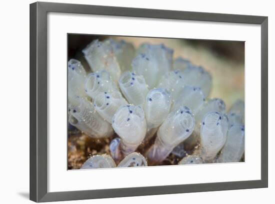 A Beautiful Set of Tiny Tunicates Grows on a Reef in Indonesia-Stocktrek Images-Framed Photographic Print