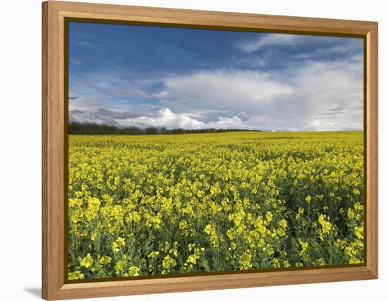 A Beautiful Spring View Showing a Rape Field Near Morston, Norfolk, England-Jon Gibbs-Framed Premier Image Canvas