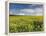 A Beautiful Spring View Showing a Rape Field Near Morston, Norfolk, England-Jon Gibbs-Framed Premier Image Canvas