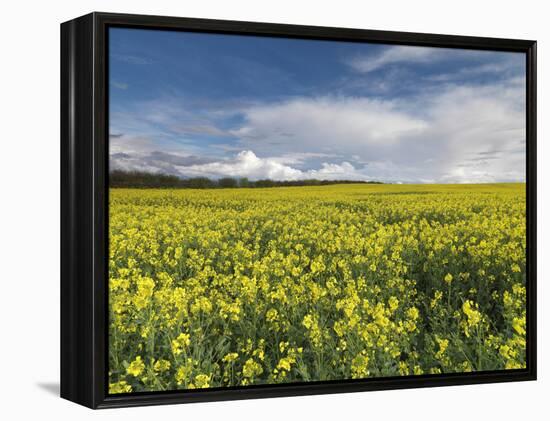 A Beautiful Spring View Showing a Rape Field Near Morston, Norfolk, England-Jon Gibbs-Framed Premier Image Canvas