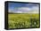 A Beautiful Spring View Showing a Rape Field Near Morston, Norfolk, England-Jon Gibbs-Framed Premier Image Canvas