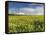 A Beautiful Spring View Showing a Rape Field Near Morston, Norfolk, England-Jon Gibbs-Framed Premier Image Canvas