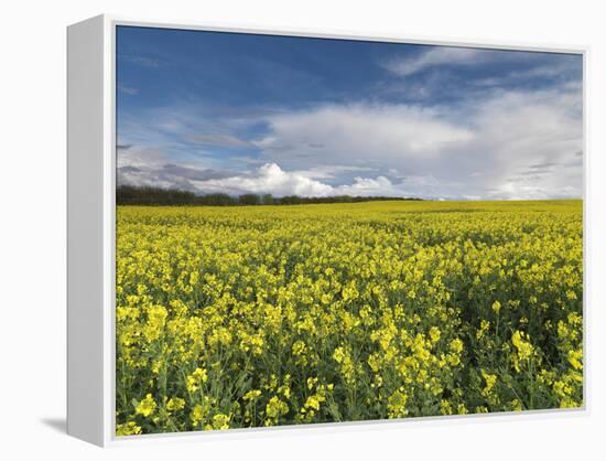 A Beautiful Spring View Showing a Rape Field Near Morston, Norfolk, England-Jon Gibbs-Framed Premier Image Canvas