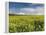 A Beautiful Spring View Showing a Rape Field Near Morston, Norfolk, England-Jon Gibbs-Framed Premier Image Canvas