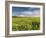 A Beautiful Spring View Showing a Rape Field Near Morston, Norfolk, England-Jon Gibbs-Framed Photographic Print