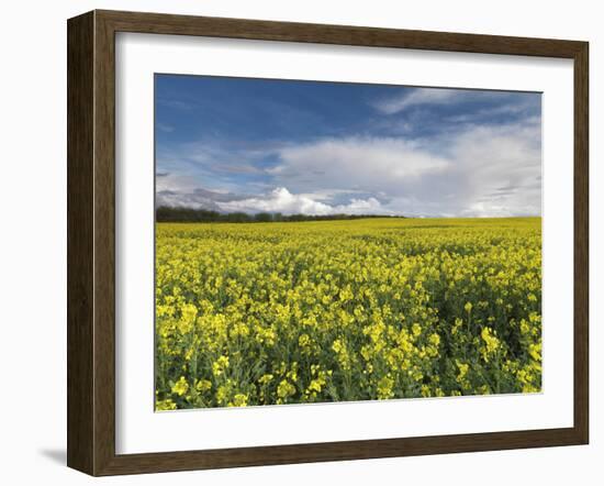 A Beautiful Spring View Showing a Rape Field Near Morston, Norfolk, England-Jon Gibbs-Framed Photographic Print