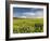 A Beautiful Spring View Showing a Rape Field Near Morston, Norfolk, England-Jon Gibbs-Framed Photographic Print