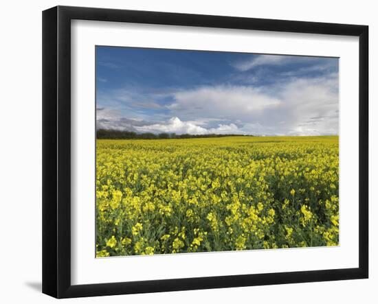 A Beautiful Spring View Showing a Rape Field Near Morston, Norfolk, England-Jon Gibbs-Framed Photographic Print