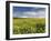 A Beautiful Spring View Showing a Rape Field Near Morston, Norfolk, England-Jon Gibbs-Framed Photographic Print