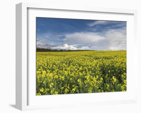 A Beautiful Spring View Showing a Rape Field Near Morston, Norfolk, England-Jon Gibbs-Framed Photographic Print