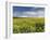 A Beautiful Spring View Showing a Rape Field Near Morston, Norfolk, England-Jon Gibbs-Framed Photographic Print