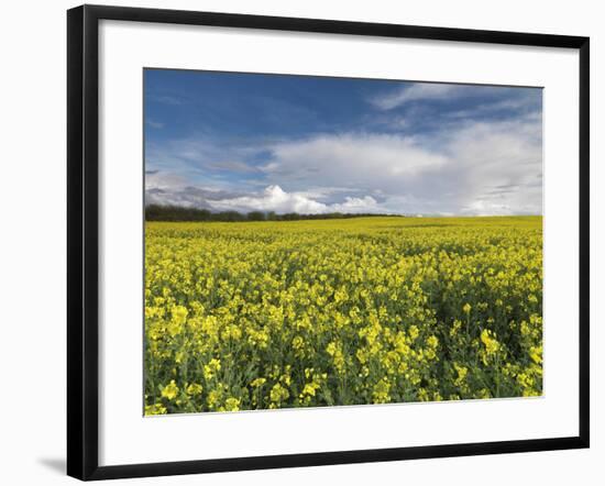 A Beautiful Spring View Showing a Rape Field Near Morston, Norfolk, England-Jon Gibbs-Framed Photographic Print