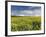 A Beautiful Spring View Showing a Rape Field Near Morston, Norfolk, England-Jon Gibbs-Framed Photographic Print