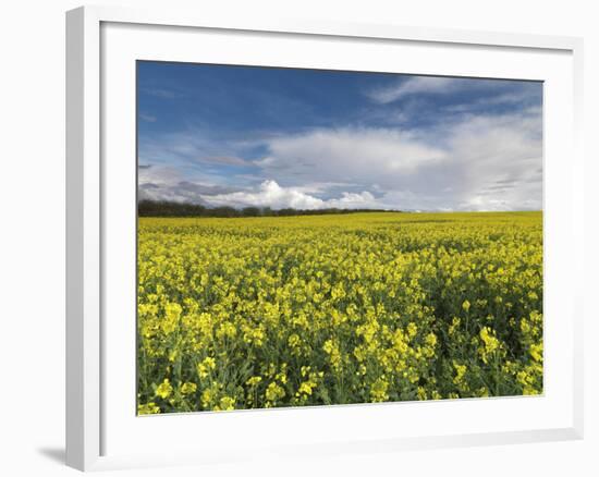 A Beautiful Spring View Showing a Rape Field Near Morston, Norfolk, England-Jon Gibbs-Framed Photographic Print