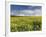 A Beautiful Spring View Showing a Rape Field Near Morston, Norfolk, England-Jon Gibbs-Framed Photographic Print