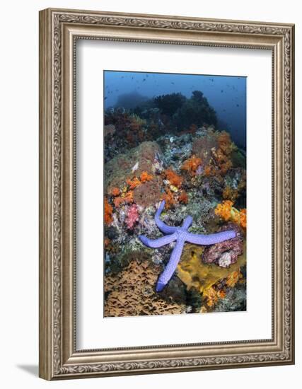 A Beautiful Starfish Lays on a Thriving Reef in Indonesia-Stocktrek Images-Framed Photographic Print