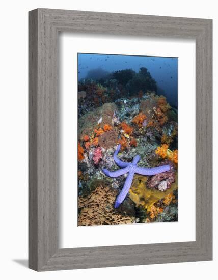 A Beautiful Starfish Lays on a Thriving Reef in Indonesia-Stocktrek Images-Framed Photographic Print