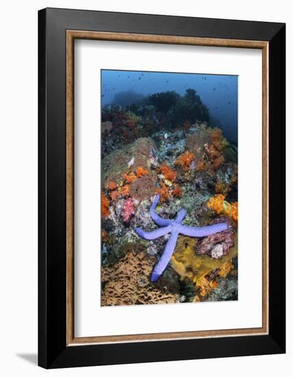 A Beautiful Starfish Lays on a Thriving Reef in Indonesia-Stocktrek Images-Framed Photographic Print