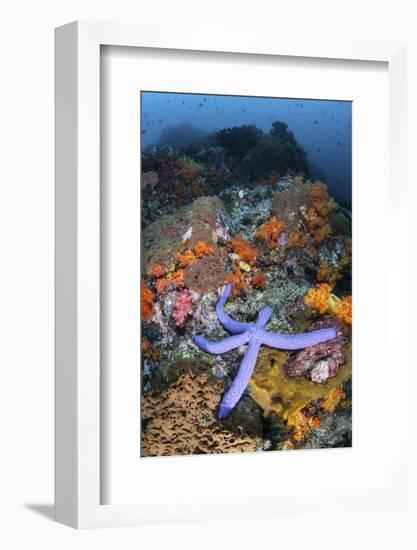 A Beautiful Starfish Lays on a Thriving Reef in Indonesia-Stocktrek Images-Framed Photographic Print