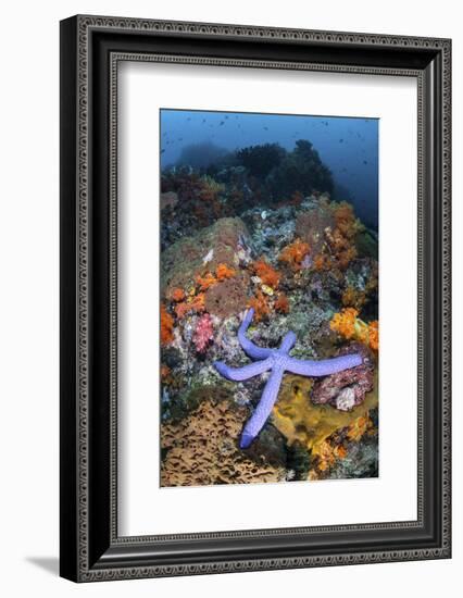 A Beautiful Starfish Lays on a Thriving Reef in Indonesia-Stocktrek Images-Framed Photographic Print