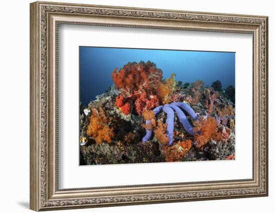 A Beautiful Starfish Lays on a Thriving Reef in Indonesia-Stocktrek Images-Framed Photographic Print