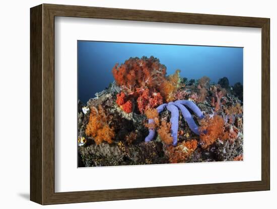 A Beautiful Starfish Lays on a Thriving Reef in Indonesia-Stocktrek Images-Framed Photographic Print