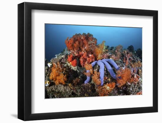 A Beautiful Starfish Lays on a Thriving Reef in Indonesia-Stocktrek Images-Framed Photographic Print