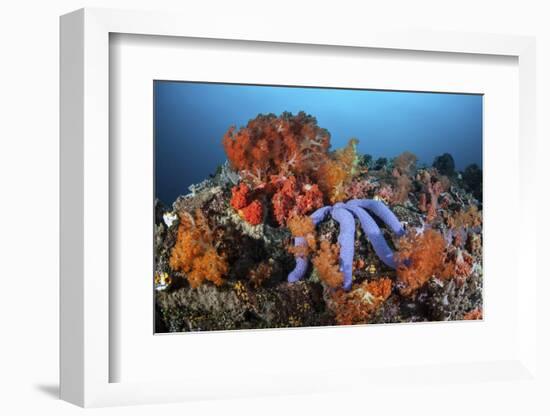 A Beautiful Starfish Lays on a Thriving Reef in Indonesia-Stocktrek Images-Framed Photographic Print