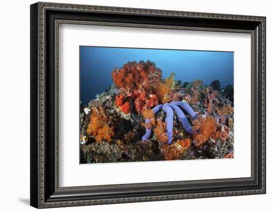 A Beautiful Starfish Lays on a Thriving Reef in Indonesia-Stocktrek Images-Framed Photographic Print