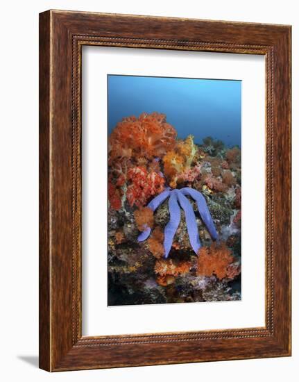 A Beautiful Starfish Lays on a Thriving Reef in Indonesia-Stocktrek Images-Framed Photographic Print