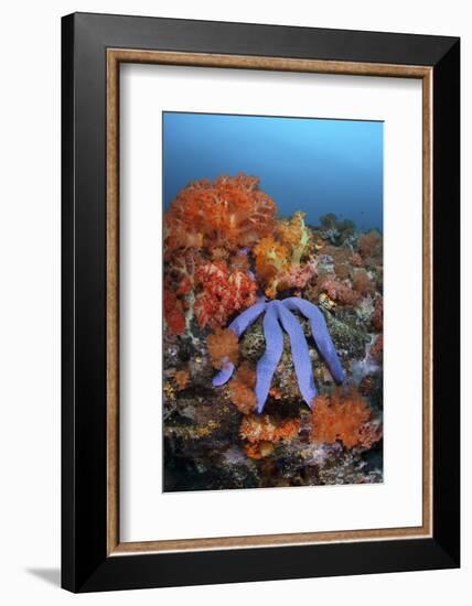 A Beautiful Starfish Lays on a Thriving Reef in Indonesia-Stocktrek Images-Framed Photographic Print