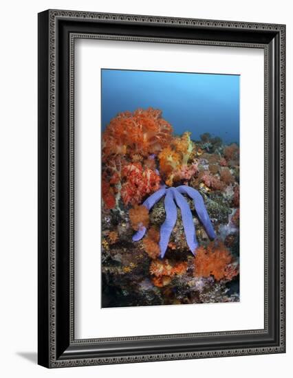 A Beautiful Starfish Lays on a Thriving Reef in Indonesia-Stocktrek Images-Framed Photographic Print