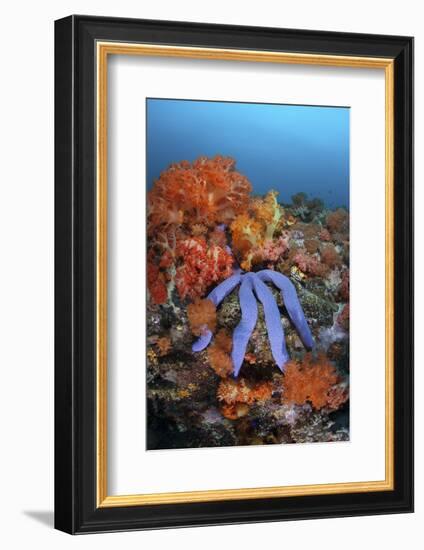 A Beautiful Starfish Lays on a Thriving Reef in Indonesia-Stocktrek Images-Framed Photographic Print