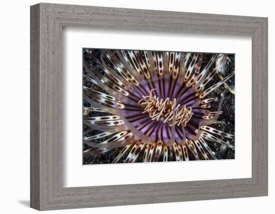 A Beautiful Tube Anemone, Lembeh Strait, Indonesia-Stocktrek Images-Framed Photographic Print