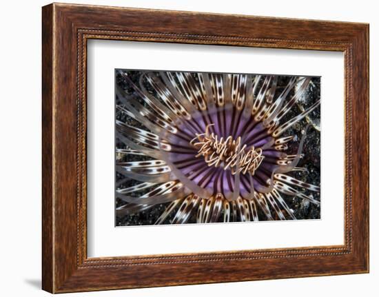 A Beautiful Tube Anemone, Lembeh Strait, Indonesia-Stocktrek Images-Framed Photographic Print