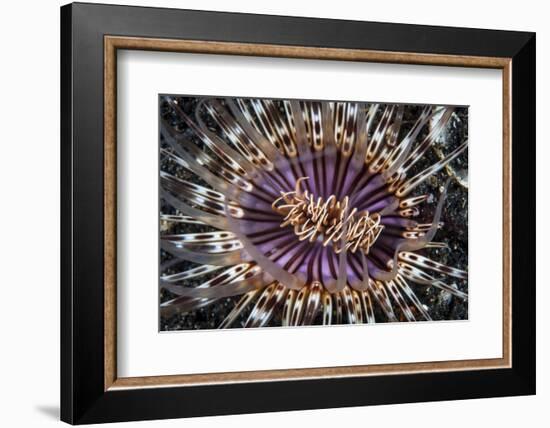 A Beautiful Tube Anemone, Lembeh Strait, Indonesia-Stocktrek Images-Framed Photographic Print