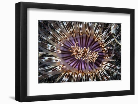 A Beautiful Tube Anemone, Lembeh Strait, Indonesia-Stocktrek Images-Framed Photographic Print