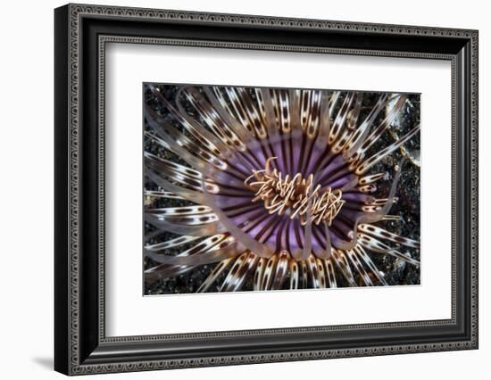 A Beautiful Tube Anemone, Lembeh Strait, Indonesia-Stocktrek Images-Framed Photographic Print