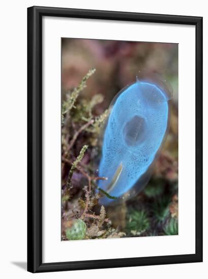 A Beautiful Tunicate Grows on a Reef in Indonesia-Stocktrek Images-Framed Photographic Print