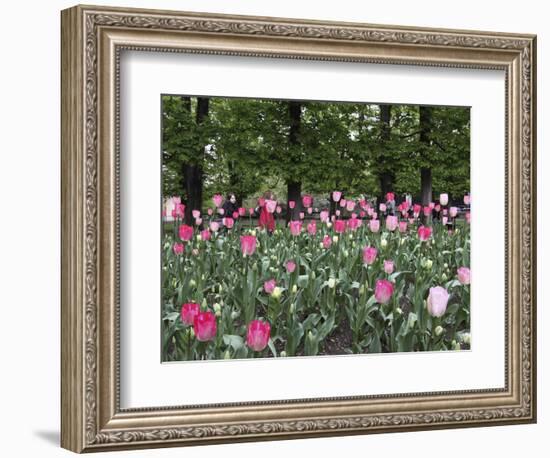A Bed of Tulips at Luxembourg Gardens, Paris, France-William Sutton-Framed Photographic Print