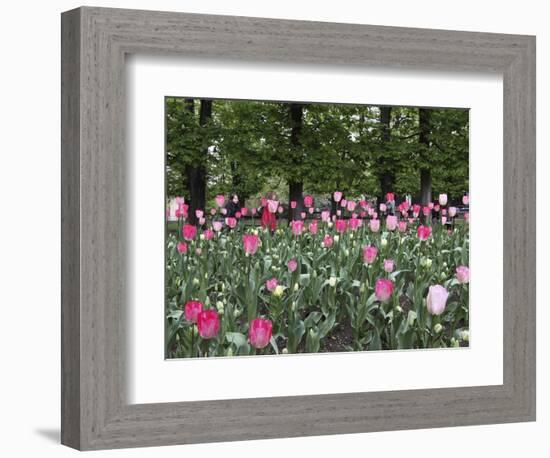 A Bed of Tulips at Luxembourg Gardens, Paris, France-William Sutton-Framed Photographic Print