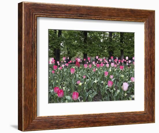 A Bed of Tulips at Luxembourg Gardens, Paris, France-William Sutton-Framed Photographic Print