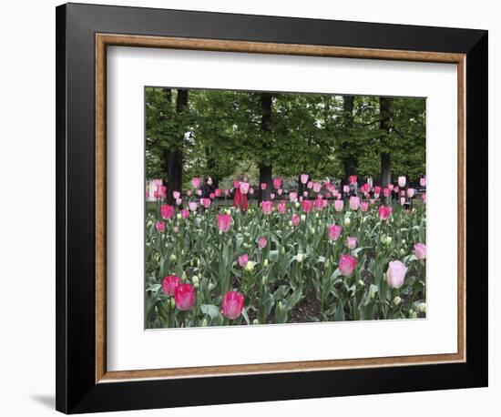 A Bed of Tulips at Luxembourg Gardens, Paris, France-William Sutton-Framed Photographic Print