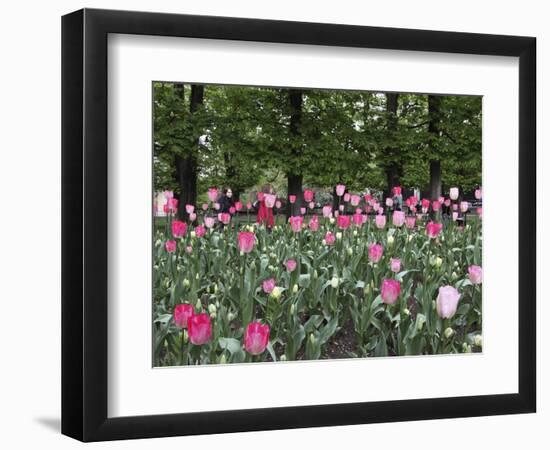 A Bed of Tulips at Luxembourg Gardens, Paris, France-William Sutton-Framed Photographic Print