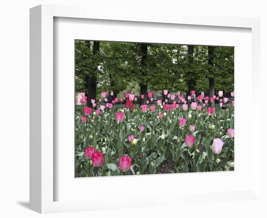 A Bed of Tulips at Luxembourg Gardens, Paris, France-William Sutton-Framed Photographic Print