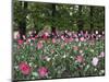 A Bed of Tulips at Luxembourg Gardens, Paris, France-William Sutton-Mounted Photographic Print