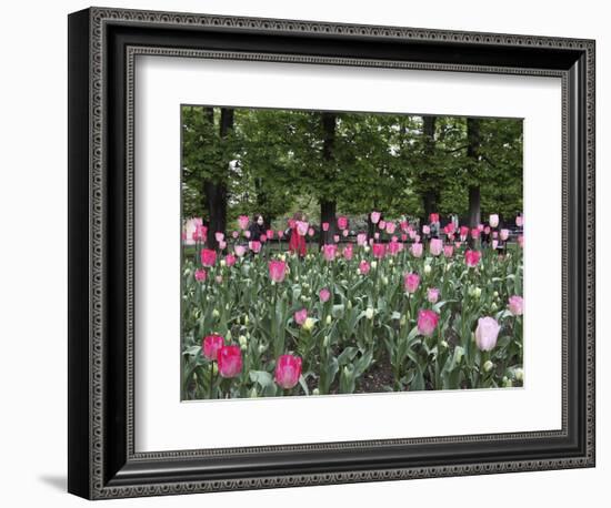 A Bed of Tulips at Luxembourg Gardens, Paris, France-William Sutton-Framed Photographic Print